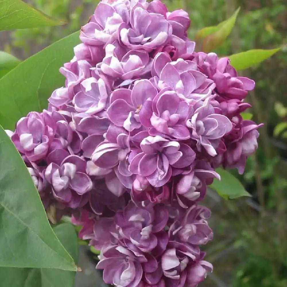 Lilas commun 'Katherine Havemeyer' - Syringa vulgaris 'Katherine Havemeyer'
