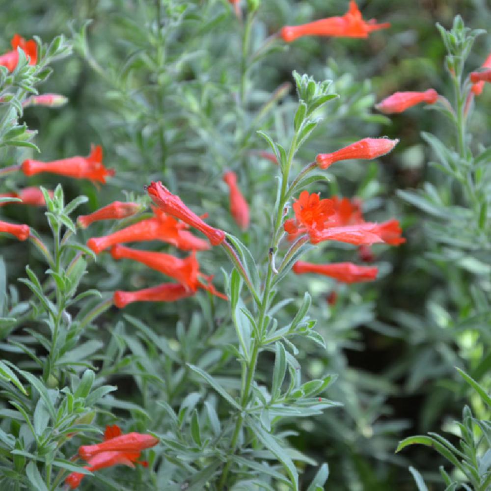Fuchsia de Californie - Zauschneria californica