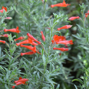 Fuchsia de Californie - Zauschneria californica