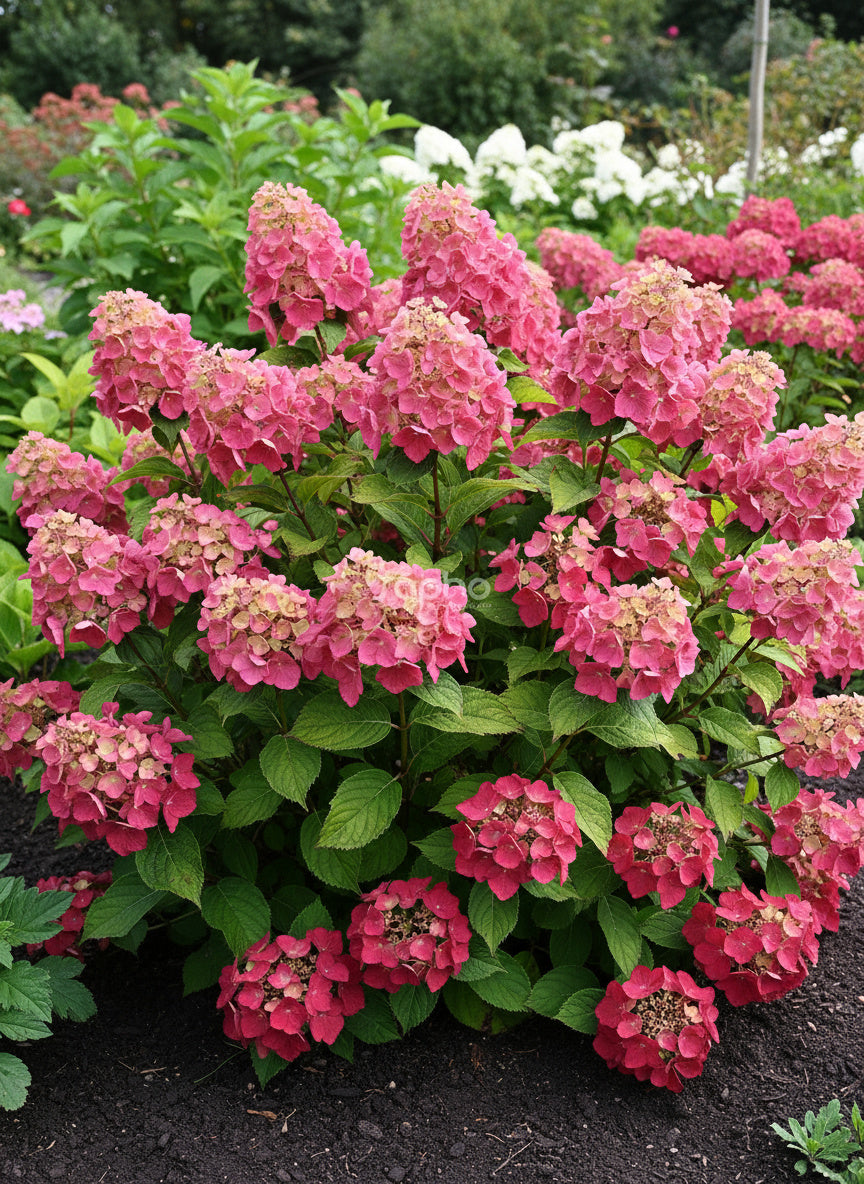 Hortensia paniculé 'Magical® Fire' - Hydrangea paniculata 'Magical® Fire'