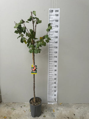 Pot de 10 Litres