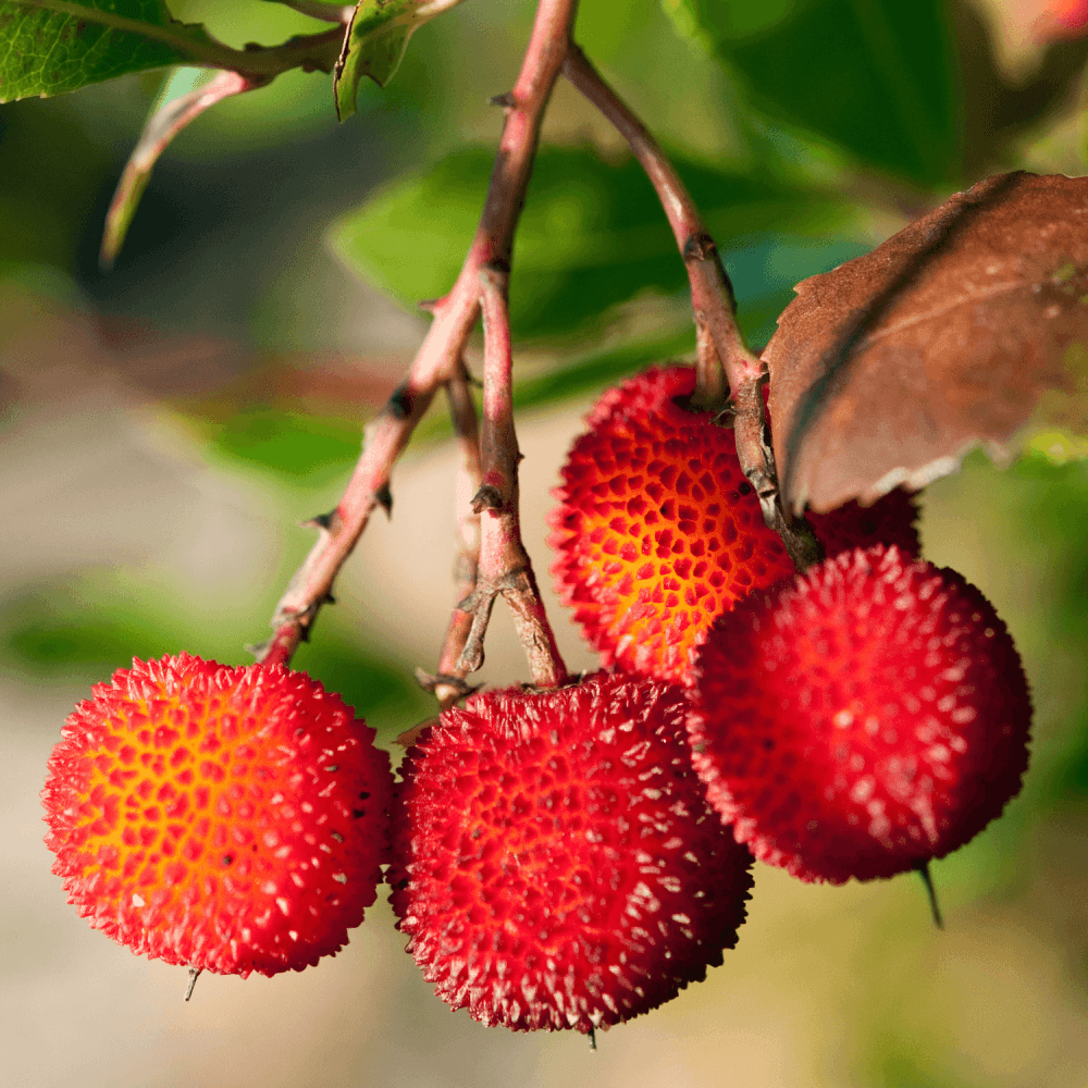 Arbousier, Arbre à fraises 'Compacta' - Arbutus unedo 'Compacta' - FLEURANDIE