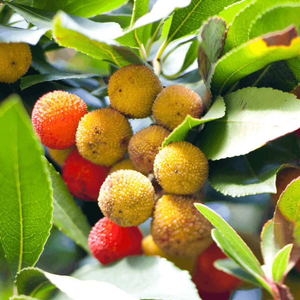 Arbousier, Arbre à fraises 'Compacta' - Arbutus unedo 'Compacta' - FLEURANDIE