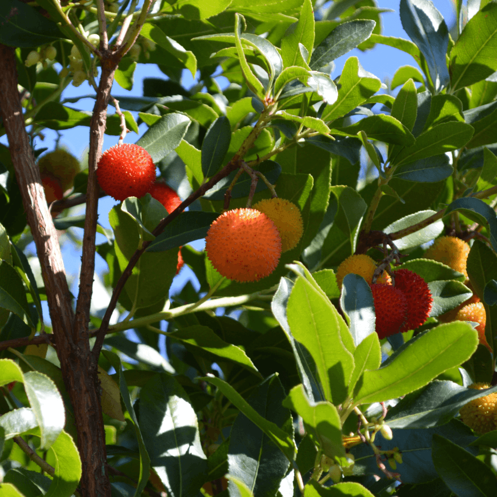 Arbousier, Arbre à fraises 'Compacta' - Arbutus unedo 'Compacta' - FLEURANDIE