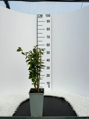 Pot de 1 à 3 litres