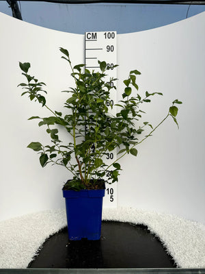 Pot de 5 litres