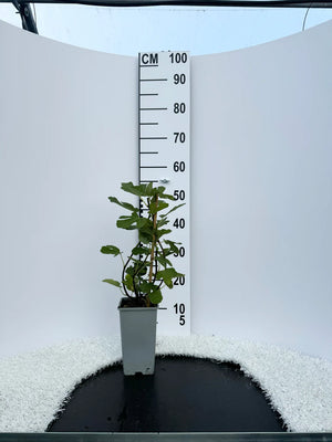 Arbuste / Pot de 2 litres