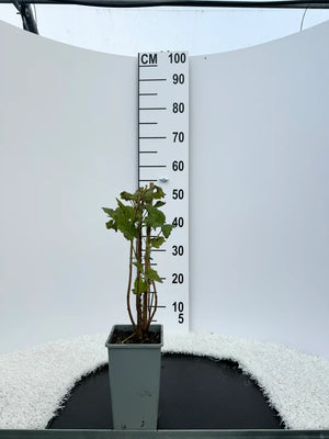 Pot de 2 litres