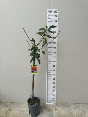 Demi-Tige / Pot de 10 Litres