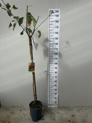 Demi-Tige / Pot de 10 Litres