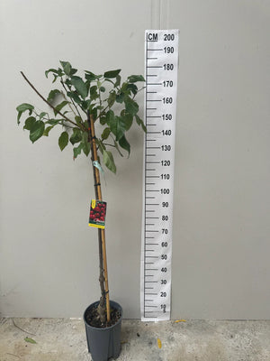 Demi-Tige / Pot de 10 Litres