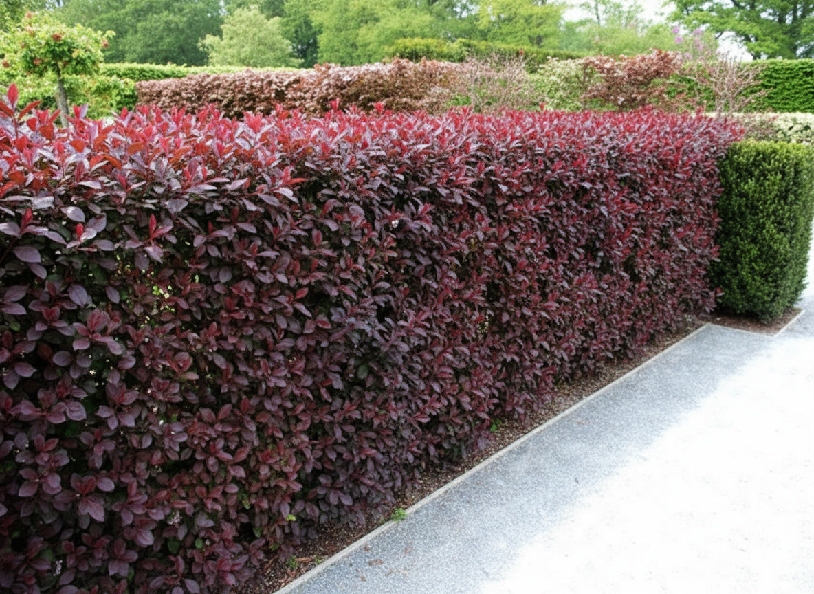 Prunus cerasifera