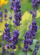 Lavande vraie - Lavandula angustifolia