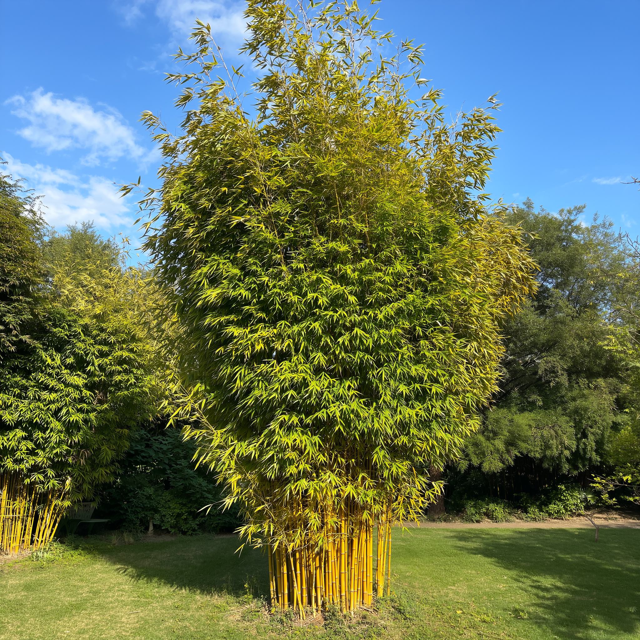 Bambou Phyllostachys Spectabilis