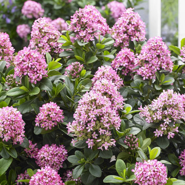 Escallonia laevis 'Pink Elle' - Escallonia laevis 'Pink Elle'