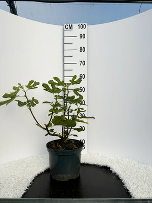 Arbuste / Pot de 5 litres