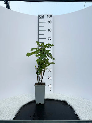 Arbuste / Pot de 2 litres