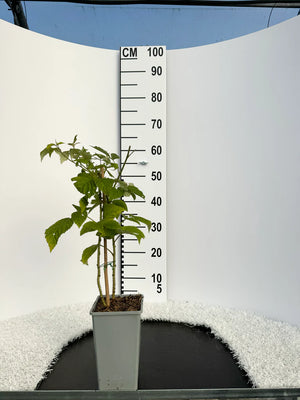 Pot de 2 litres