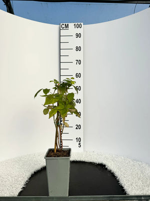Pot de 2 litres
