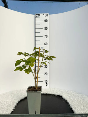 Pot de 2 litres