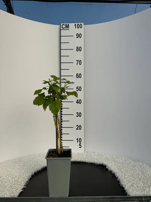 Pot de 2 litres