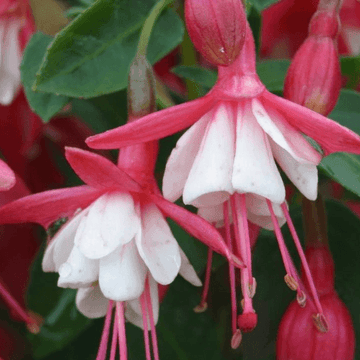 Fuchsia 'Bernisser Hardy' - Fuchsia 'Bernisser Hardy'