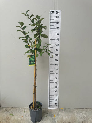 Demi-Tige / Pot de 10 Litres -  Hauteur 150/175cm