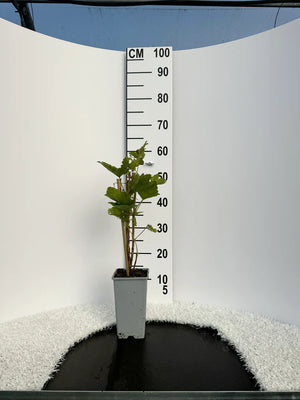 Pot de 2 litres