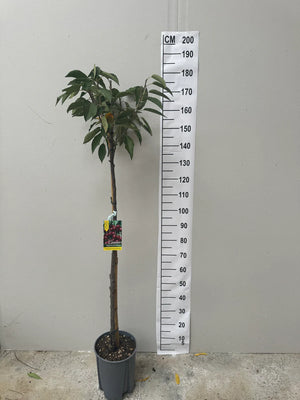 Demi-Tige / Pot 10 litres