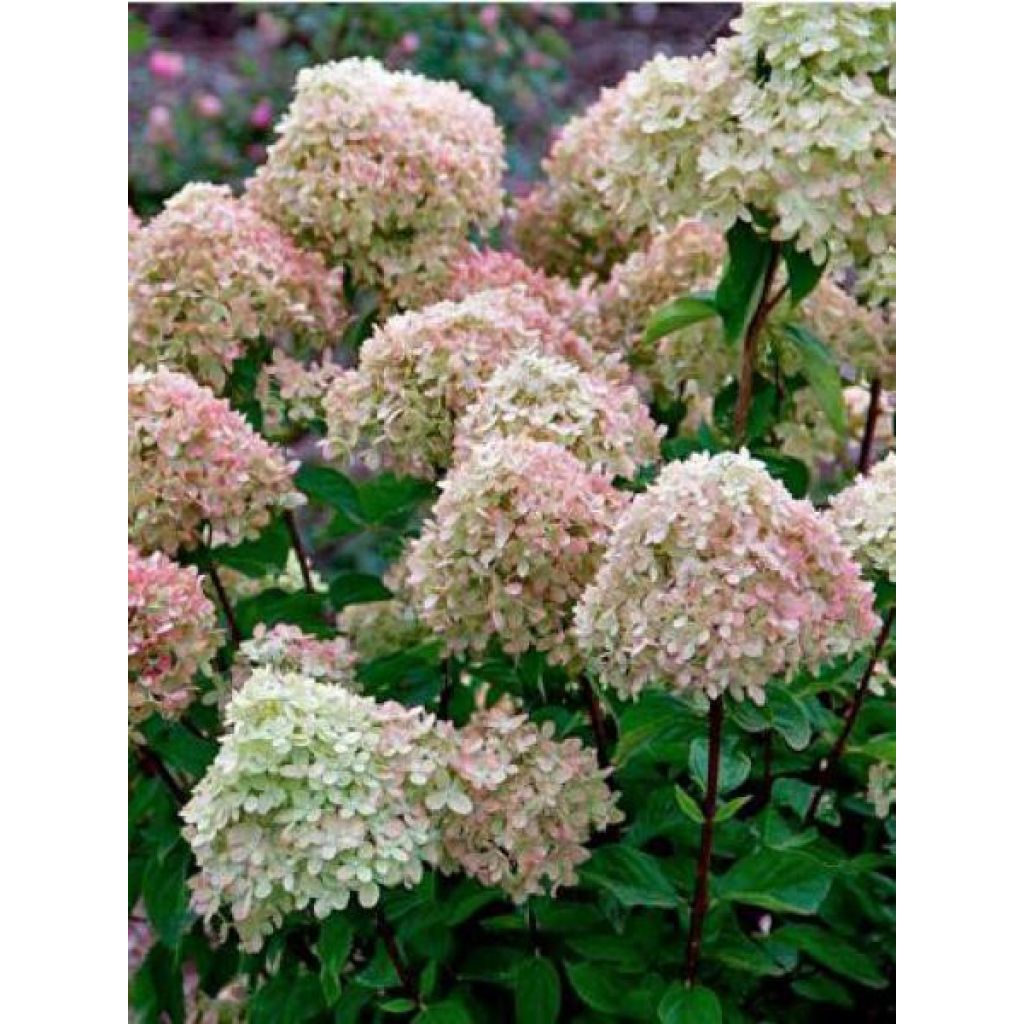 Hortensia Paniculé 'Little Lime'