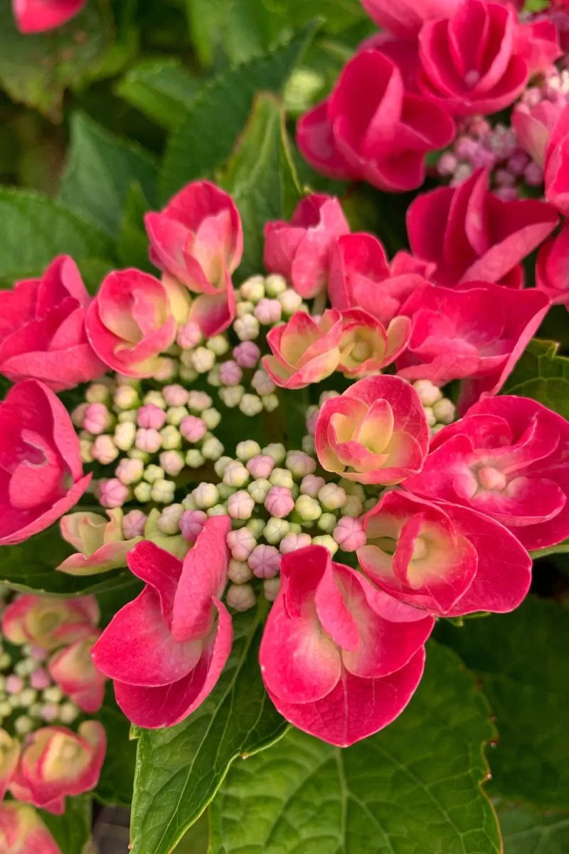 Hortensia 'Teller Red'