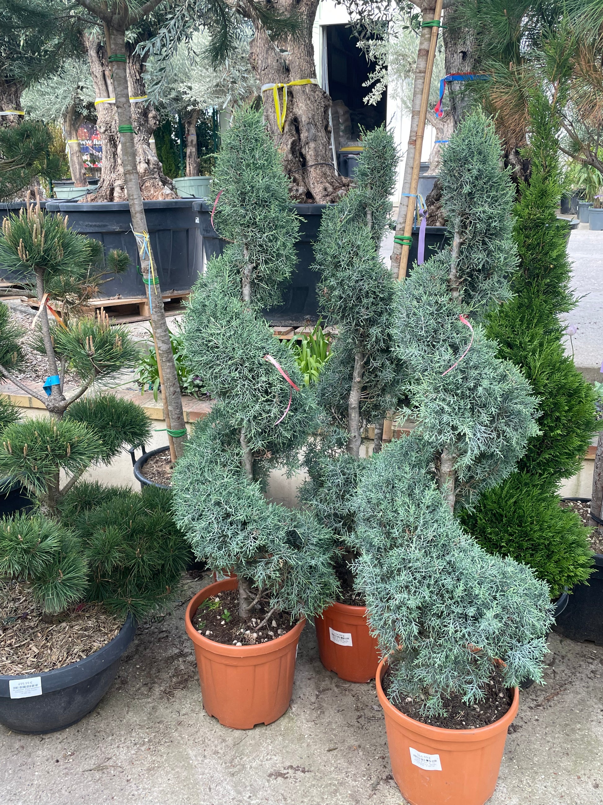 Cyprès de l'Arizona - Cupressus arizonica - FLEURANDIE