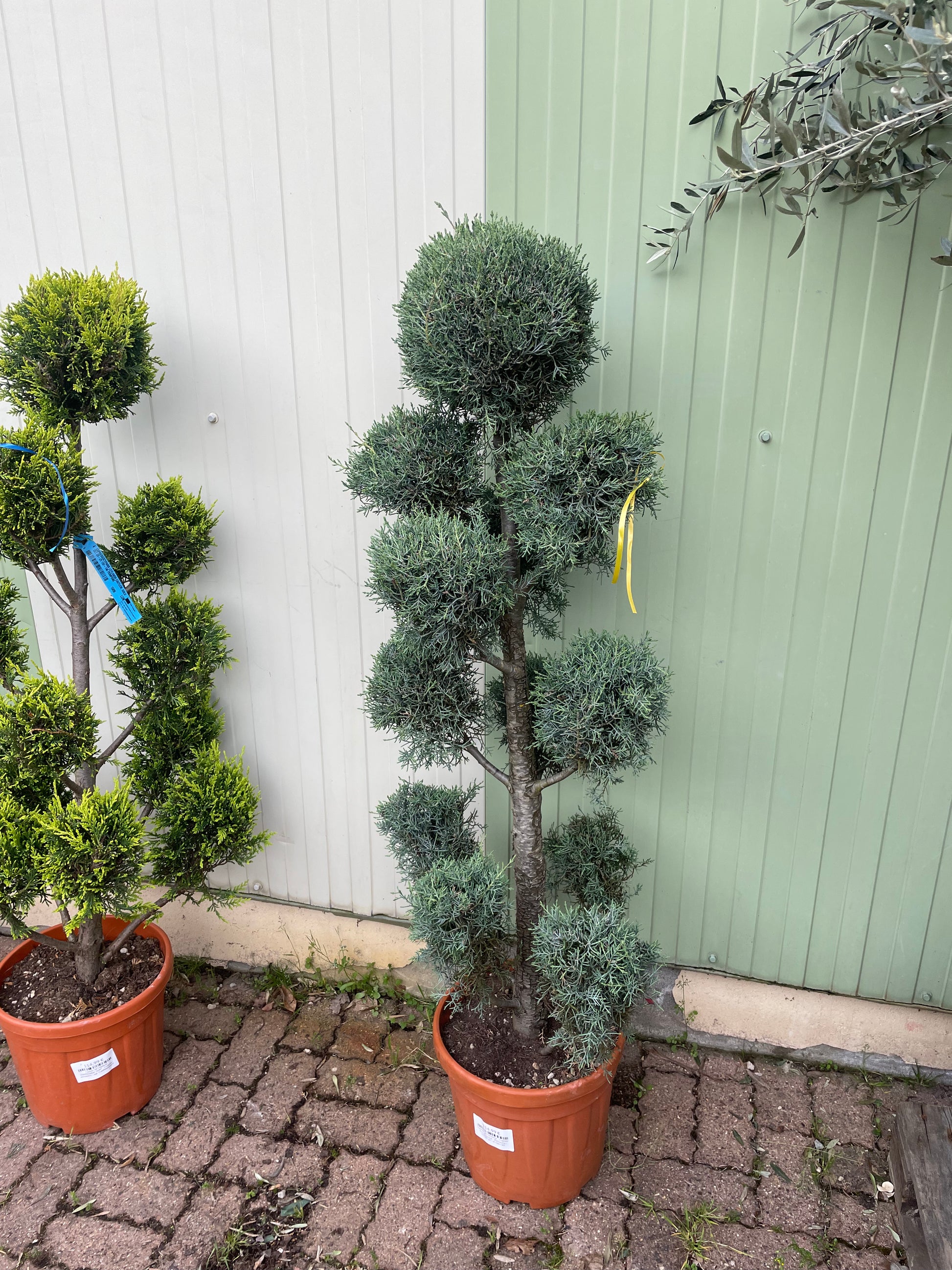 Cyprès de l'Arizona - Cupressus arizonica - FLEURANDIE