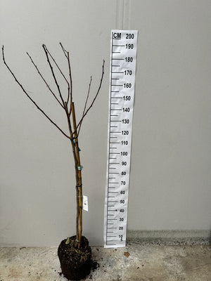 Demi-Tige / Pot de 12/15 Litres