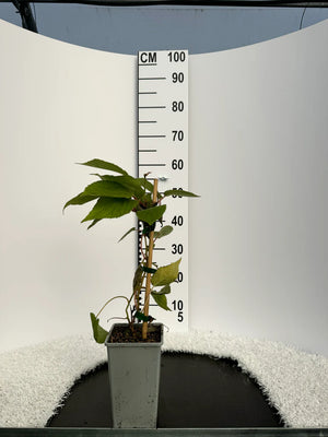 Pot de 2 litres