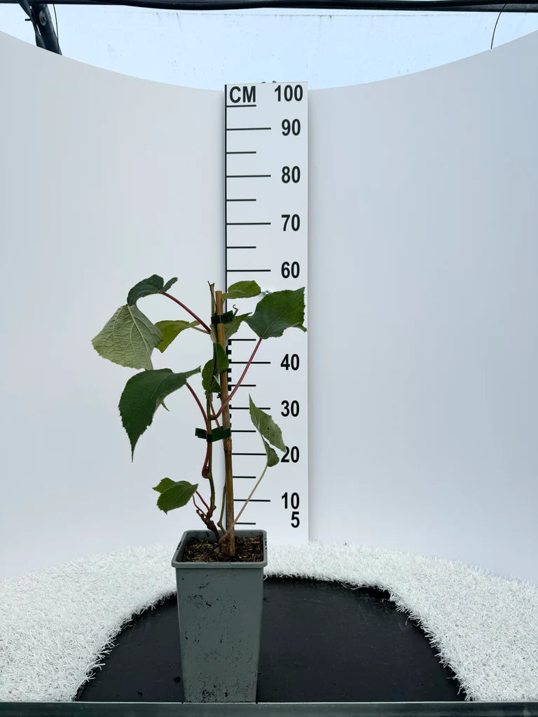 Kiwi 'Hayward'(Femelle) - Actinidia deliciosa 'Hayward'