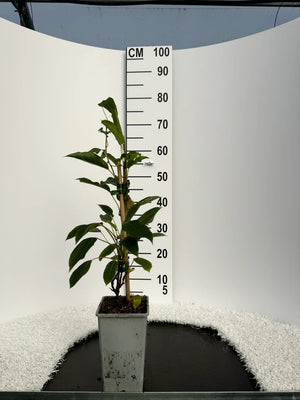 Pot de 2 litres