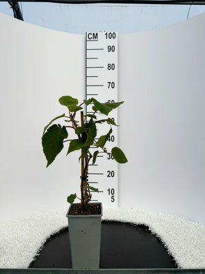 Pot de 2 litres