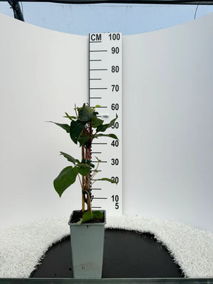 Pot de 2 litres