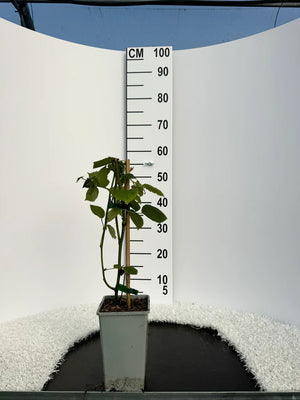 Pot de 2 litres