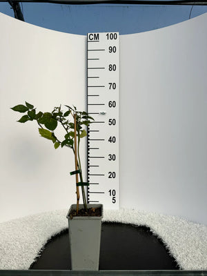 Pot de 2 litres