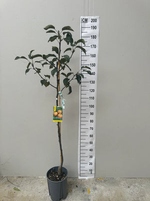 Pot de 10 Litres