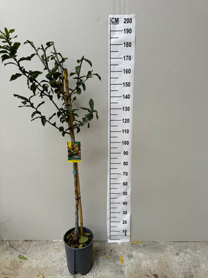 Demi-Tige / Pot de 10L