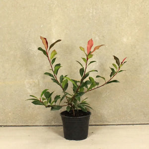 ARBUSTE / Pot de 3 litres / Hauteur 40-60 cm