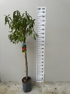 Pot de 10 Litres