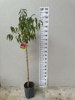 Pot de 10 Litres
