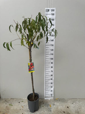 Demi-Tige / Pot de 10 Litres