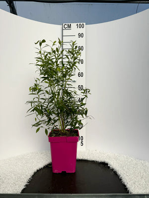 Pot de 5 litres