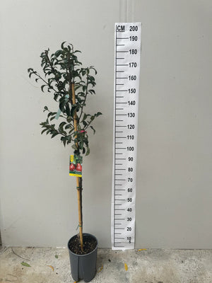 Demi-Tige / Pot de 10 Litres
