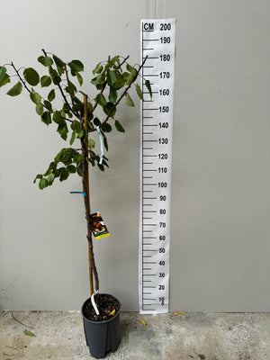 DEMI-TIGE / Pot 10 litres